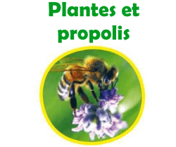 Préparations naturelles à base de propolis et de plantes